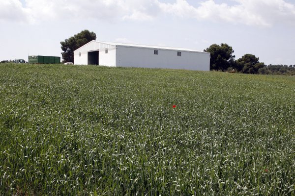 agricola